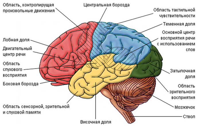 Микрополяризация головного мозга